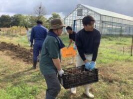 とれたお芋をお兄さんと一緒に運びました